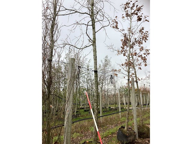 Esdoorn - sierboom - afbeelding 2 van  3