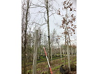 Esdoorn - sierboom - afbeelding 2 van  3