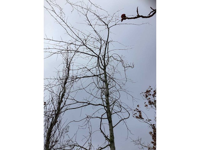 Esdoorn - sierboom - afbeelding 3 van  3