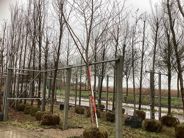 Esdoorn - sierboom - afbeelding 1 van  3