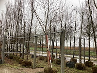 Esdoorn - sierboom - afbeelding 1 van  3