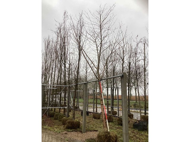 Esdoorn - sierboom - afbeelding 2 van  3