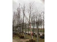 Esdoorn - sierboom - afbeelding 2 van  3