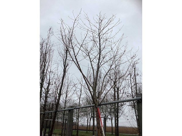 Esdoorn - sierboom - afbeelding 3 van  3