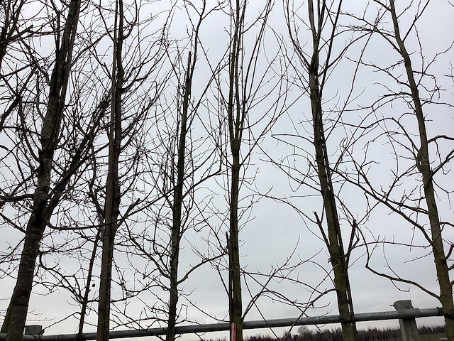 Esdoorn - sierboom - afbeelding 1 van  2