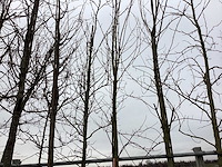 Esdoorn - sierboom - afbeelding 1 van  2