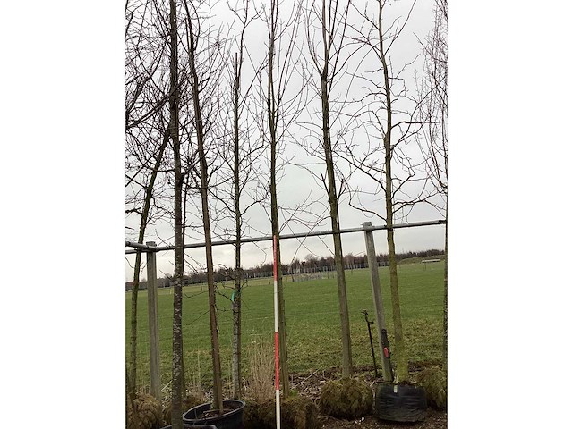 Esdoorn - sierboom - afbeelding 2 van  2