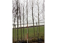 Esdoorn - sierboom - afbeelding 2 van  2