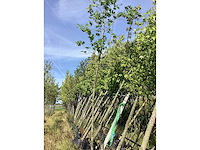 Esdoorn - sierboom - afbeelding 2 van  2