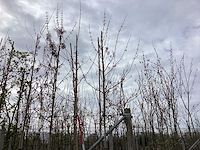 Esdoorn - vormbomen (3x)