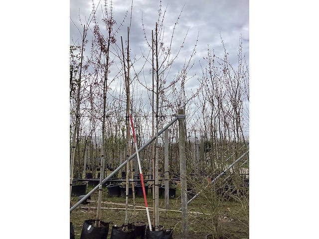 Esdoorn - vormbomen (3x) - afbeelding 2 van  2