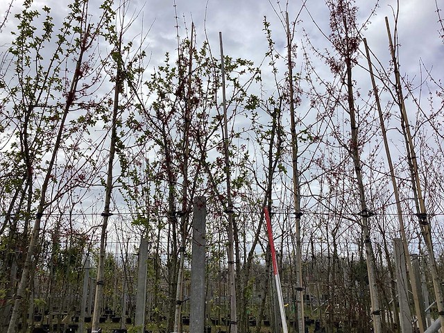 Esdoorn - vormbomen (3x) - afbeelding 1 van  2