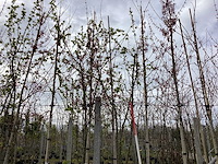 Esdoorn - vormbomen (3x)