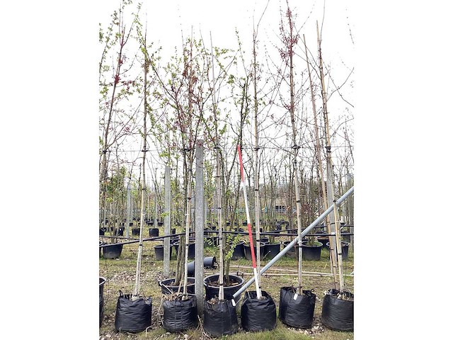 Esdoorn - vormbomen (3x) - afbeelding 2 van  2