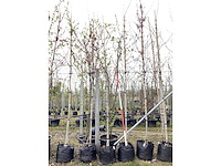 Esdoorn - vormbomen (3x) - afbeelding 2 van  2