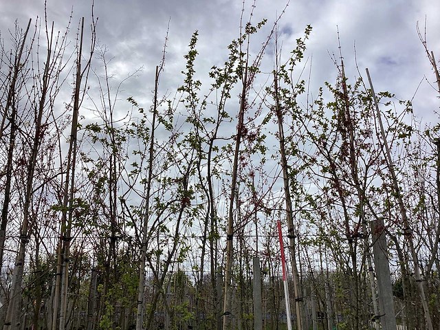 Esdoorn - vormbomen (3x) - afbeelding 1 van  2