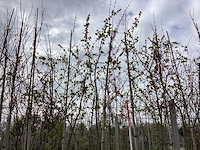 Esdoorn - vormbomen (3x)