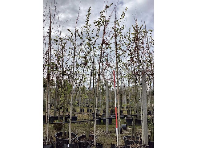 Esdoorn - vormbomen (3x) - afbeelding 2 van  2