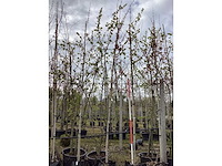 Esdoorn - vormbomen (3x) - afbeelding 2 van  2