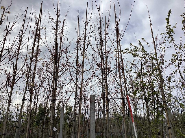 Esdoorn - vormbomen (3x) - afbeelding 1 van  2