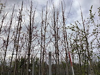 Esdoorn - vormbomen (3x)