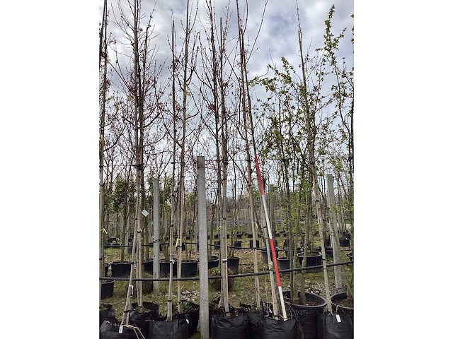 Esdoorn - vormbomen (3x) - afbeelding 2 van  2