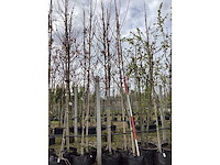 Esdoorn - vormbomen (3x) - afbeelding 2 van  2