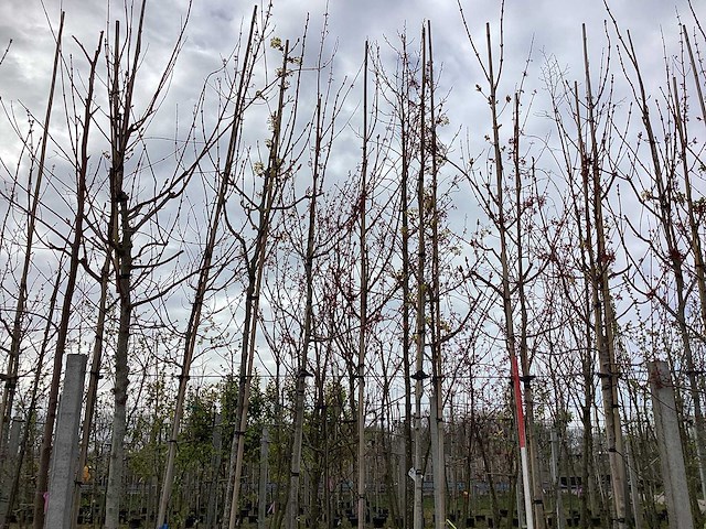 Esdoorn - vormbomen (3x) - afbeelding 1 van  2