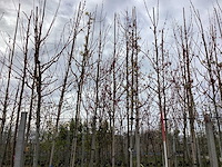 Esdoorn - vormbomen (3x)