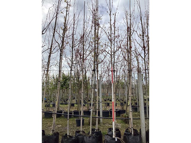 Esdoorn - vormbomen (3x) - afbeelding 2 van  2