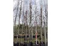 Esdoorn - vormbomen (3x) - afbeelding 2 van  2