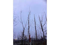 Esdoorn - vormboom (2x) - afbeelding 3 van  3