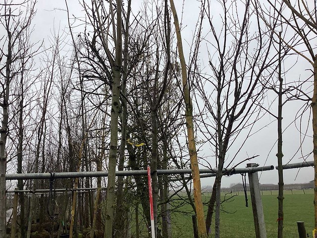 Esdoorn - vormboom (2x) - afbeelding 1 van  2