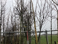 Esdoorn - vormboom (2x) - afbeelding 1 van  2