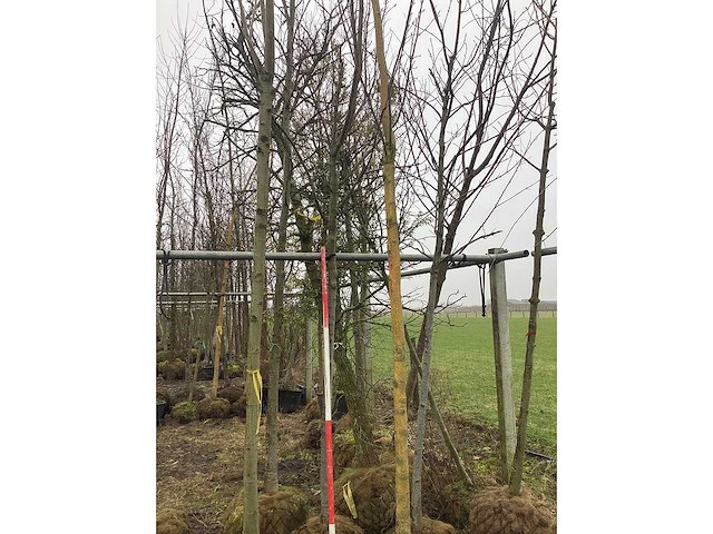 Esdoorn - vormboom (2x) - afbeelding 2 van  2