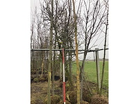 Esdoorn - vormboom (2x) - afbeelding 2 van  2