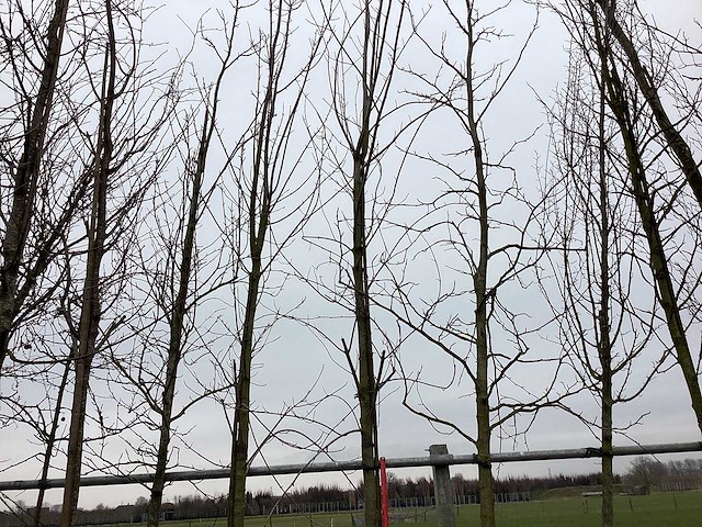 Esdoorn - vormboom - afbeelding 1 van  2