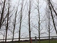 Esdoorn - vormboom - afbeelding 1 van  2