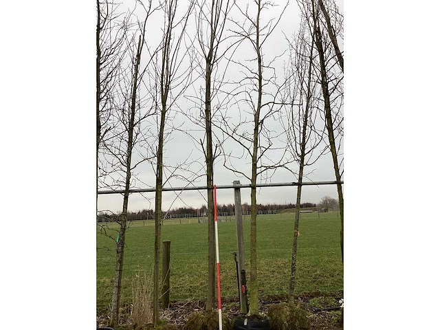 Esdoorn - vormboom - afbeelding 2 van  2