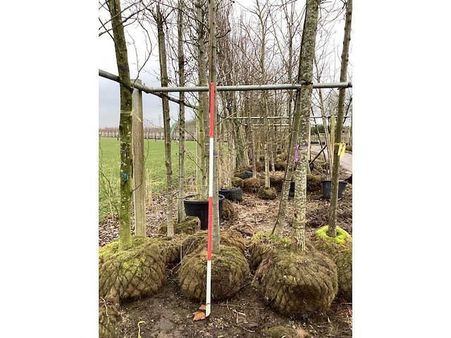 Esdoorn - vormboom - afbeelding 1 van  2