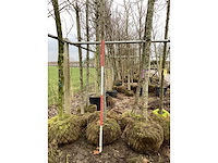 Esdoorn - vormboom - afbeelding 1 van  2