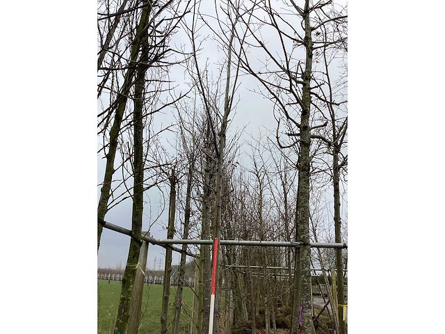 Esdoorn - vormboom - afbeelding 2 van  2