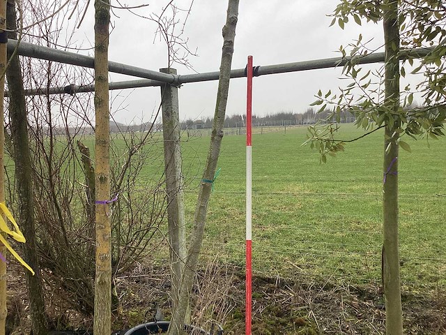 Esdoorn - vormboom - afbeelding 1 van  3