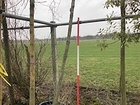 Esdoorn - vormboom - afbeelding 1 van  3