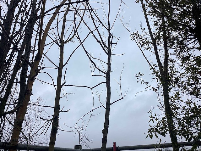 Esdoorn - vormboom - afbeelding 2 van  3