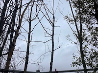 Esdoorn - vormboom - afbeelding 2 van  3