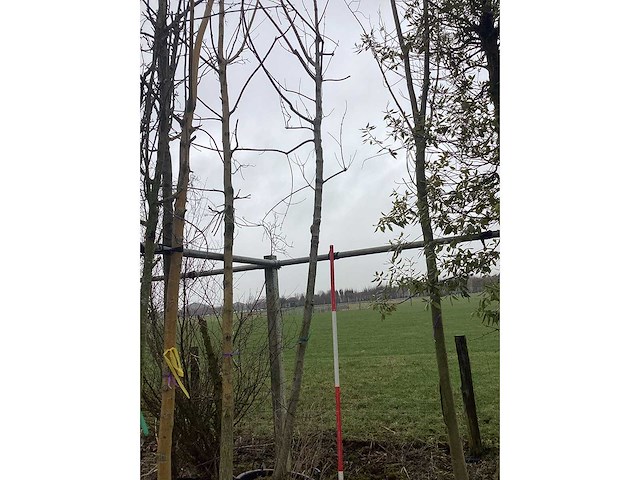 Esdoorn - vormboom - afbeelding 3 van  3