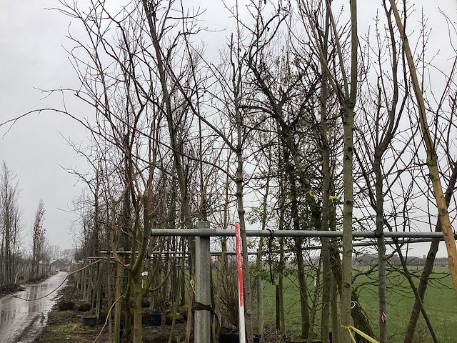 Esdoorn - vormboom - afbeelding 1 van  3