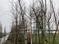 Esdoorn - vormboom - afbeelding 1 van  3