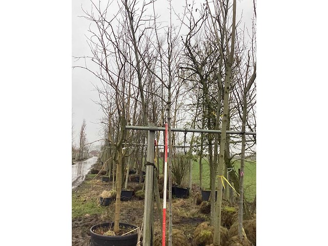 Esdoorn - vormboom - afbeelding 2 van  3